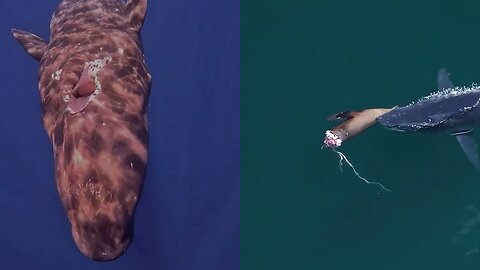 Deep Ocean: The World of Fish