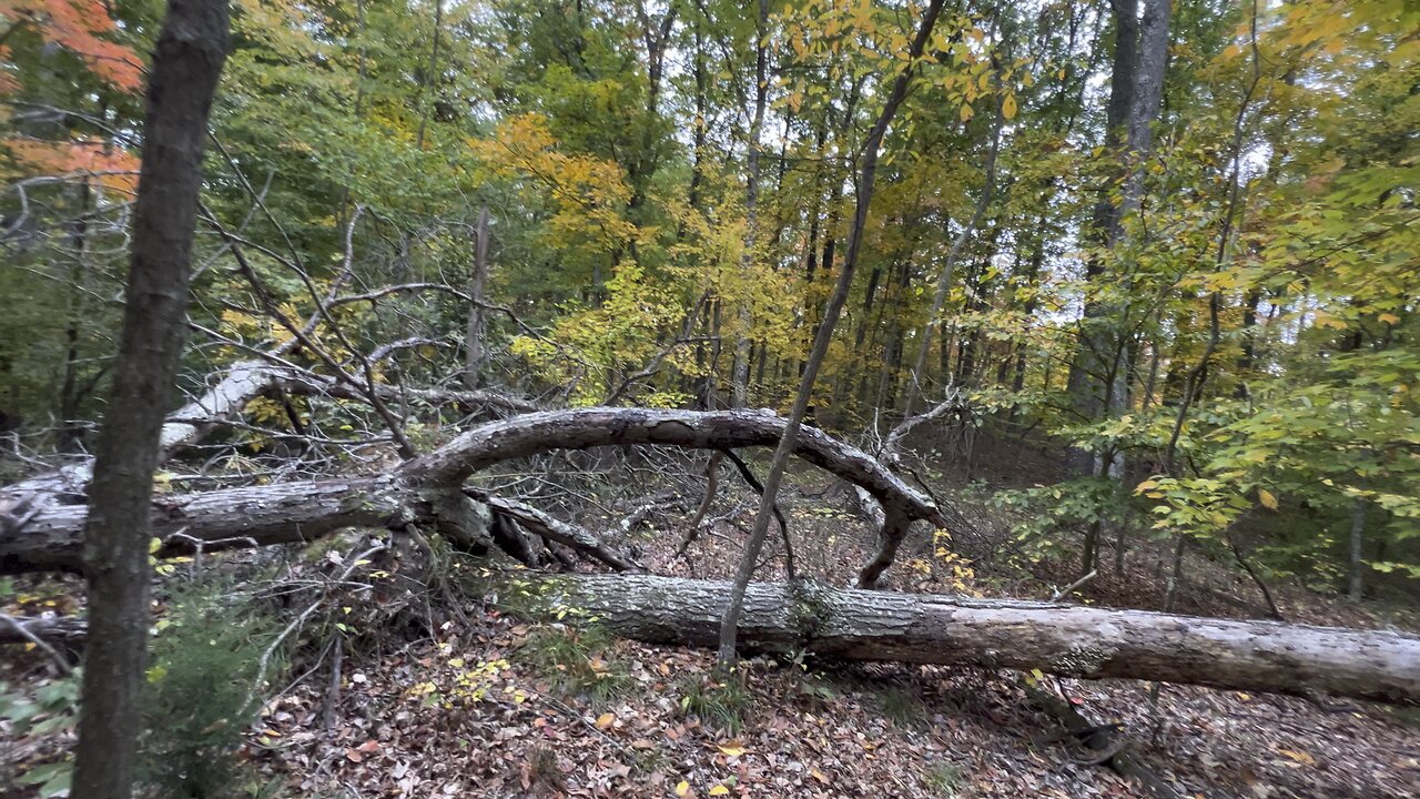 3/17 Log Crossing