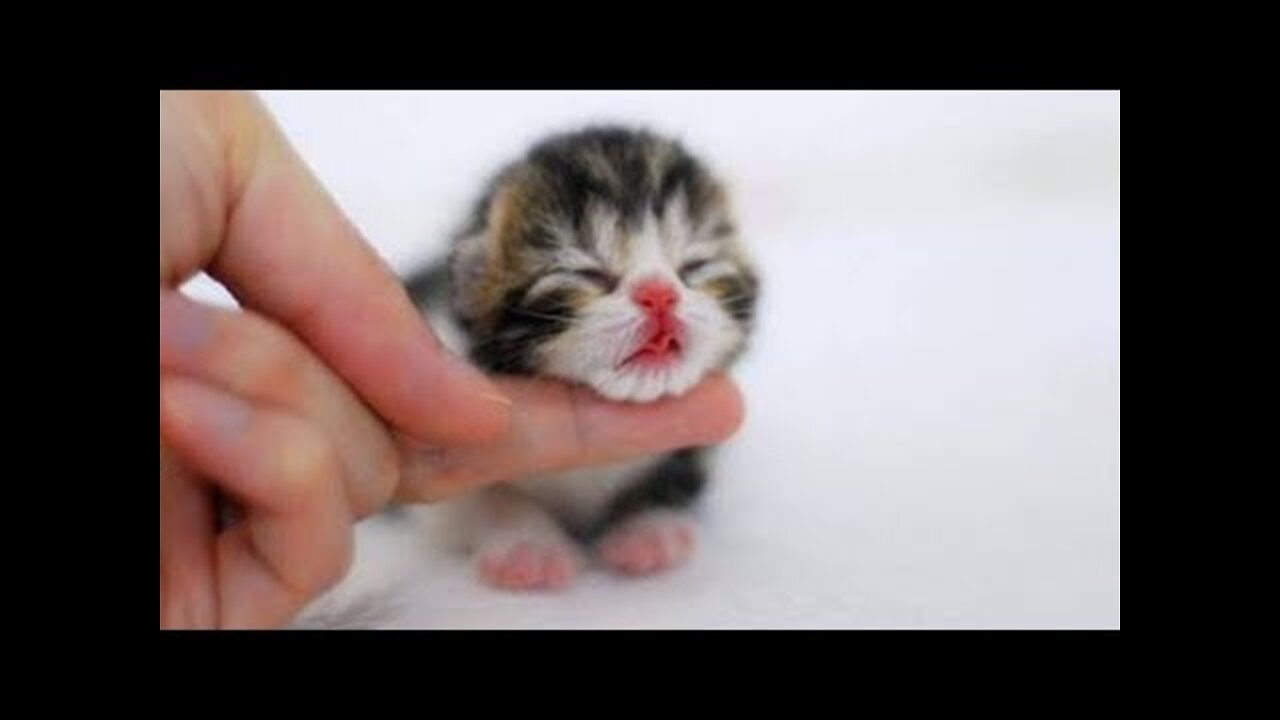 Best Funny Cats and Dogs πΆπ± Part 55