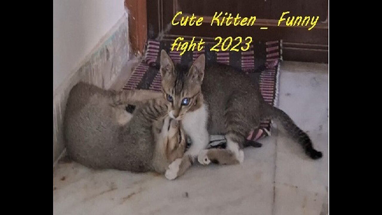 Cute Kitten _ Funny fight 2023