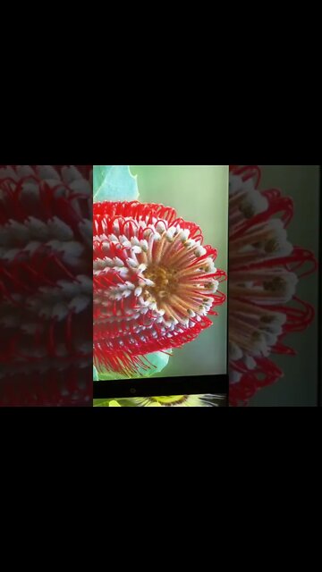 연꽃등 여러 식물 마곡 서울식물원