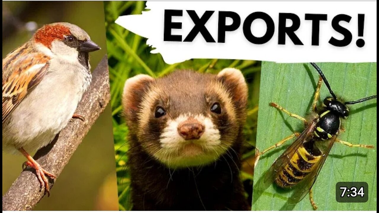 10 British animals that are INVASIVE ALIENS around the world!