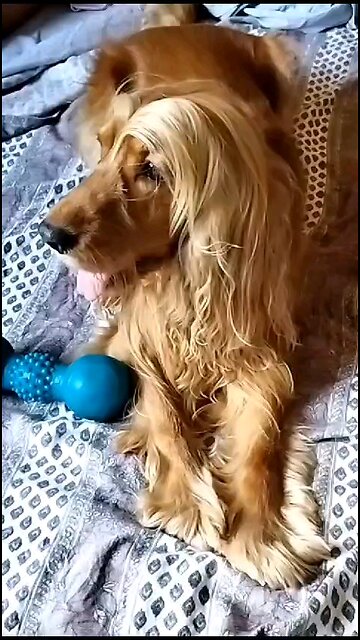 Dog, cute, Animals, nature, viral