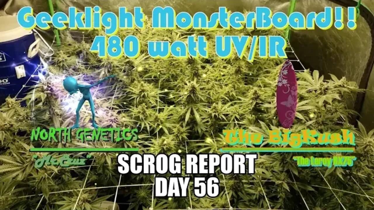 "Feeling Scroggy" S2 EP9 / #Geeklight LED / #NorthGenetics 👽 Mr.Cruz / #TheBigKush 🏄‍♂️ Leroy Bx75