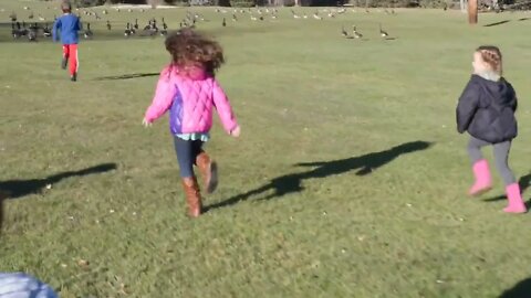 Kids chase flock of Canadian geese in park