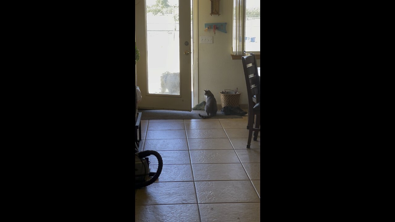 The guard cat