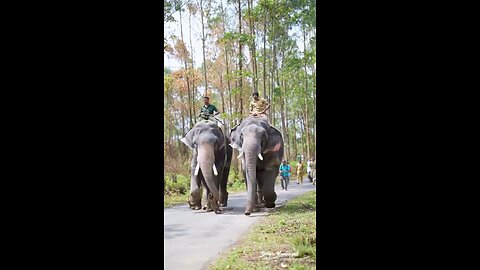 TWO Big Elephant 🐘 #viral