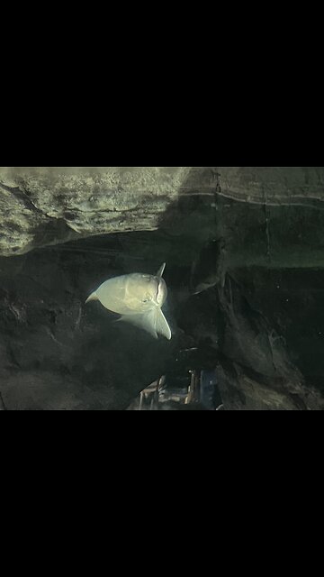 Fish at CrossIron Mills Mall