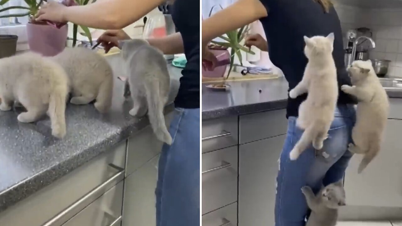 Kittens Climb Their Mom as They Couldn’t Wait for Food