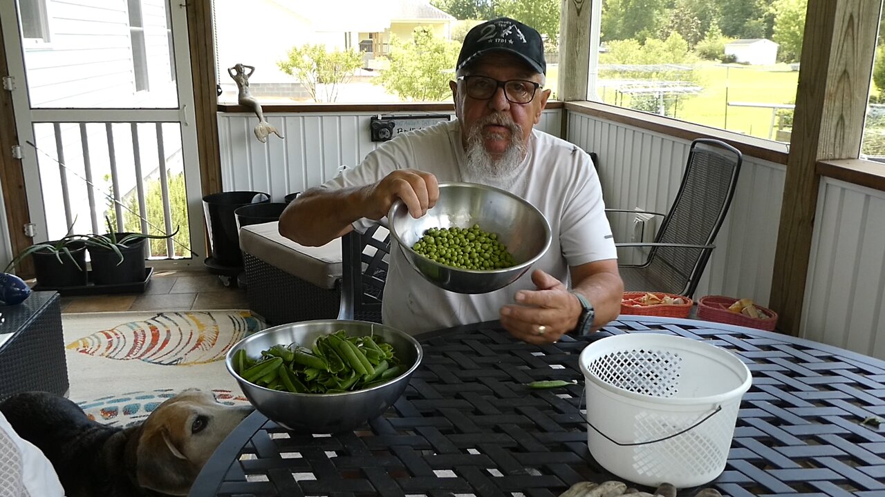 BACK YARD HOMESTEAD (Shelling peas)