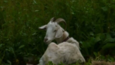 Hi Goat ,just chilling