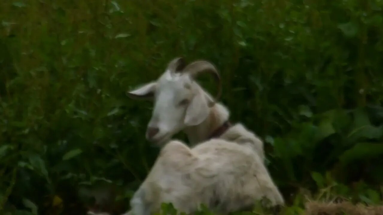 Hi Goat ,just chilling