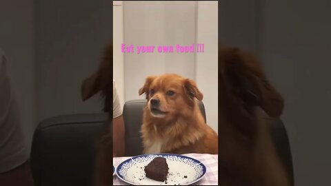 Eat your own food. Funny dog didn’t like owner eating his food. #entertainment #funny #like #support