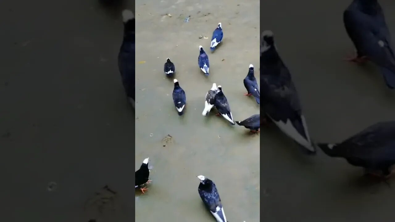 Shoot video## kala phakhi