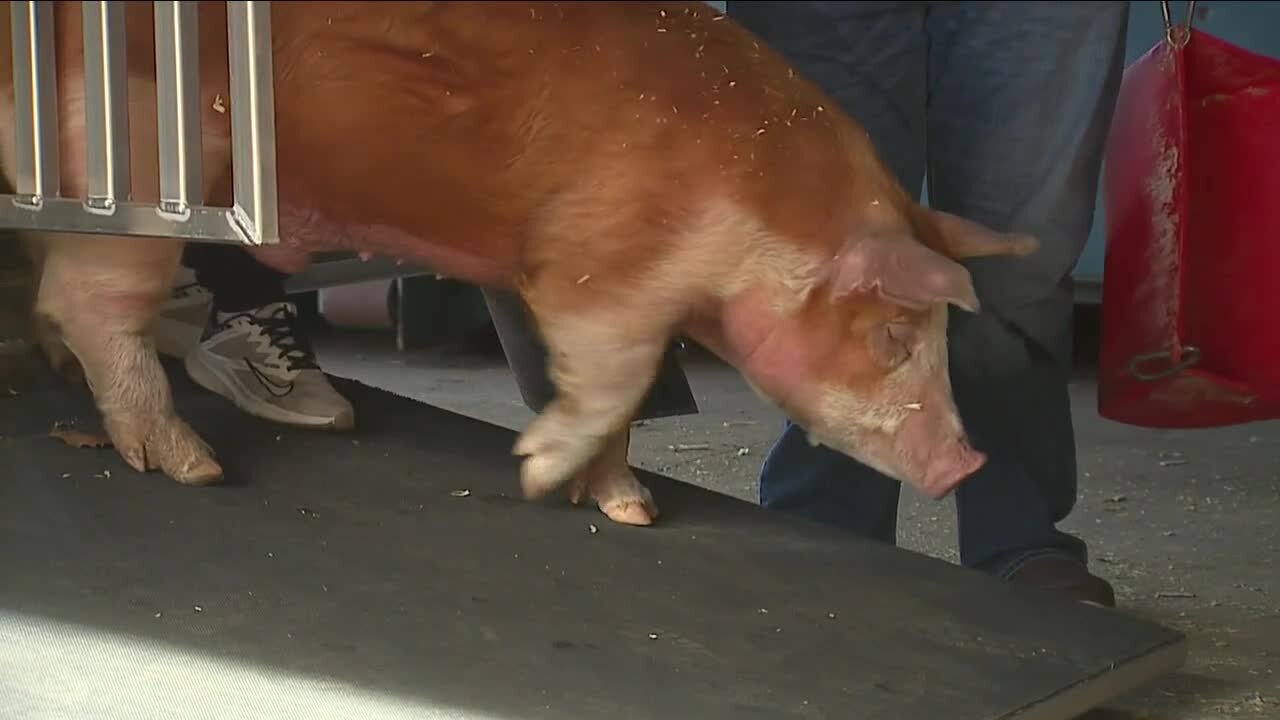 Prize pigs stolen from teen boys in Denver for National Western Stock ShowAt their home in Quincy, Washington, the Lee brothers raised two pigs to be showstoppers.