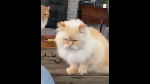 “Now, give me a treat human” 🤓