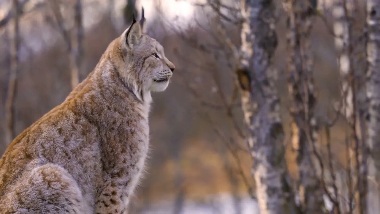 Close up of a alert eurasian lynx sitting on a rock in forest looking for prey