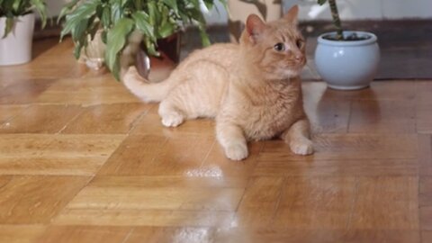 The yellow cat and its friends look very relaxed and lovely