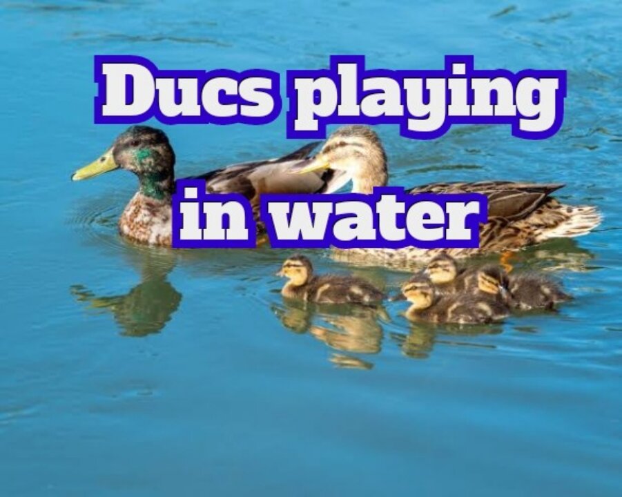 DUCKS PLAYING IN WATER JOYFULLY