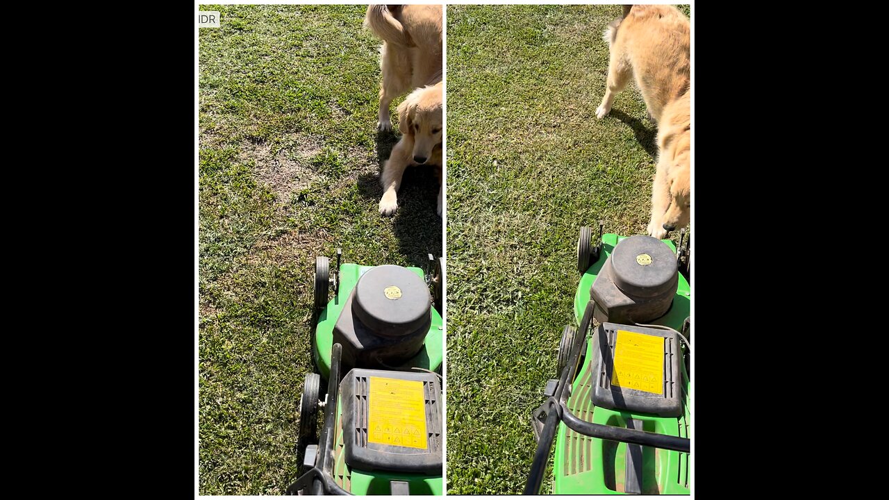 Dog Decides To "Help" Owner Cut The Grass