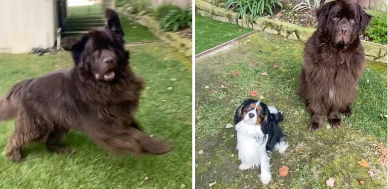 Watching these two play will brighten your day!