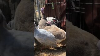 Beautiful colourful guinea fowl keets and a horse!