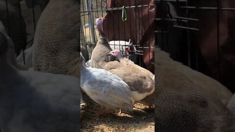 Beautiful colourful guinea fowl keets and a horse!