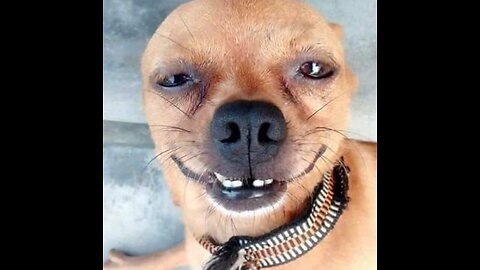funny animals "cats and dogs"