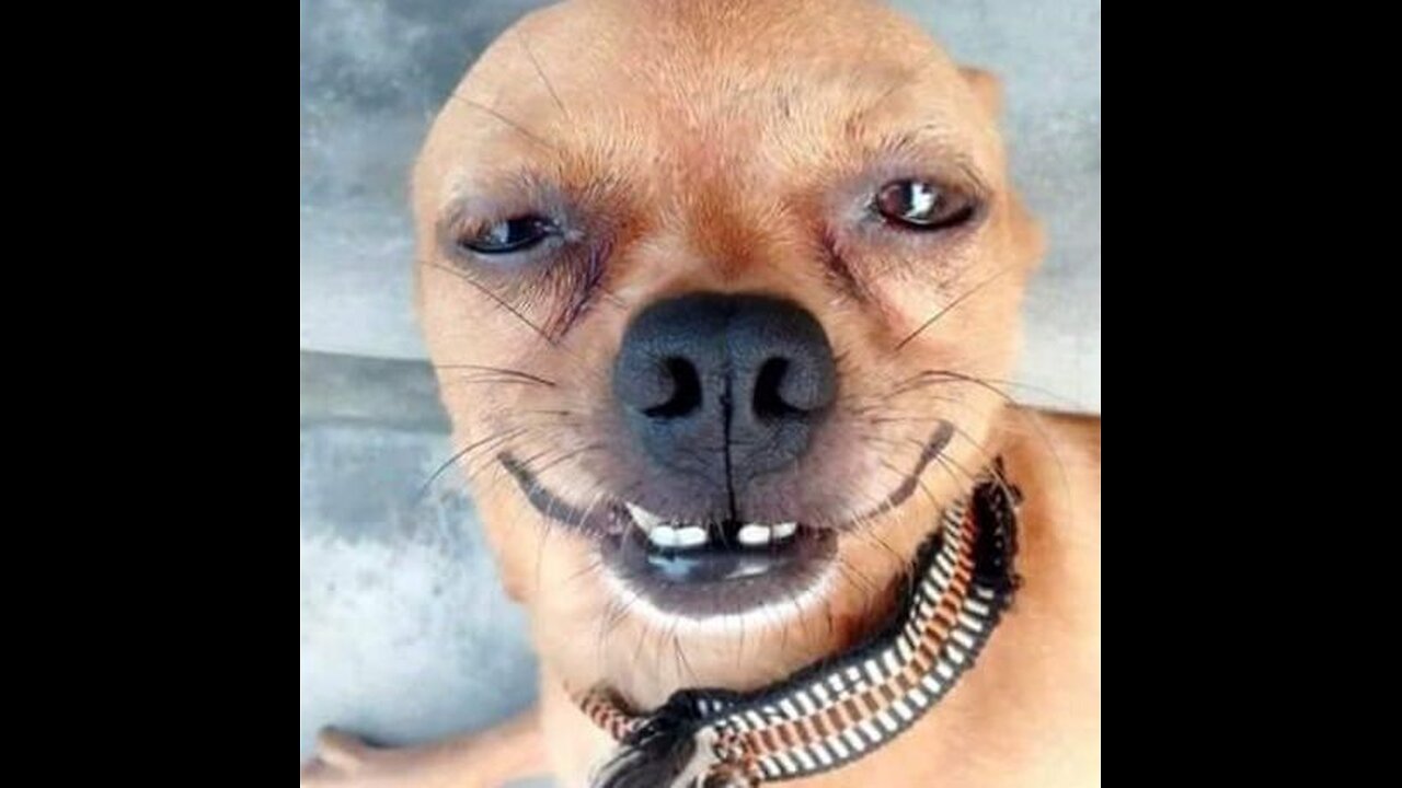 funny animals "cats and dogs"
