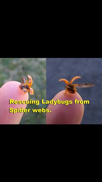 Rescuing Ladybugs from Spider webs.