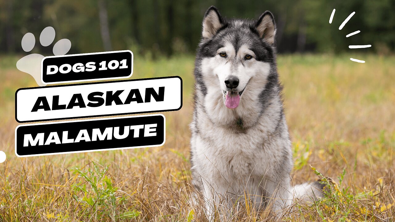 Alaskan Malamute | Description, Temperament, & Facts