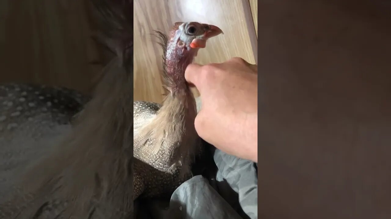 Disabled guinea fowl enjoys time with her human