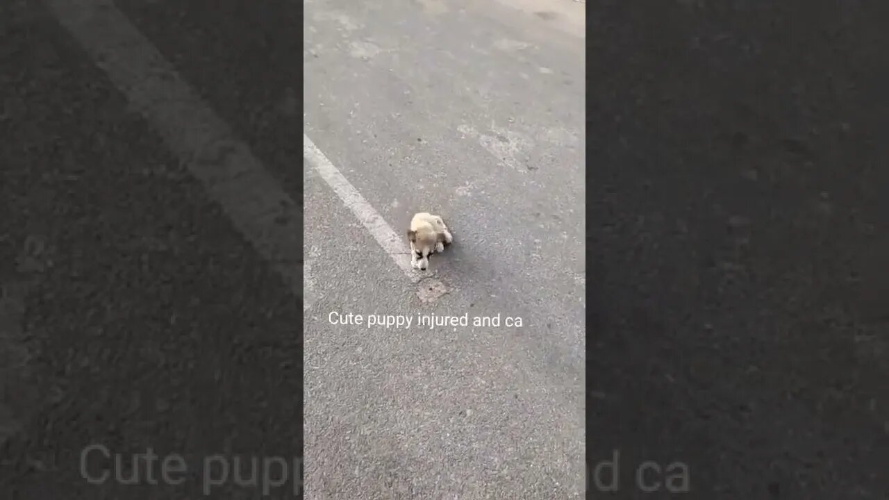 Cute 🐶 puppy injured and cannot walk properly,#shorts,#puppy,#babydog,#animallover,#viral,,#doglover