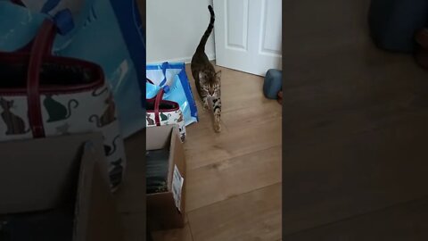 Cat looks for his Mama