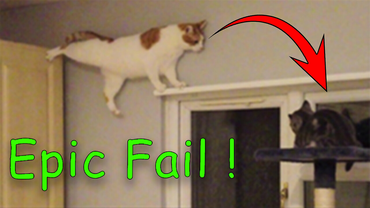 FUNNY FAIL ANIMAL VIDEO #4