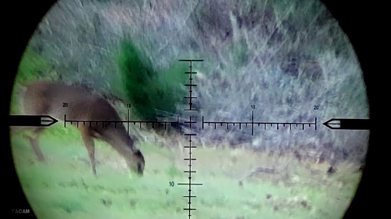 Letting deer walk while looking for a good buck