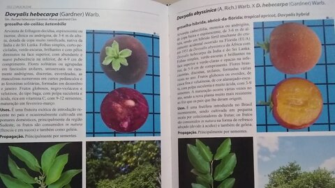 como identificar a dovyalis doce(híbrida) que surgiu da dovyalis hebecarpa e a dovyalis abyssinica