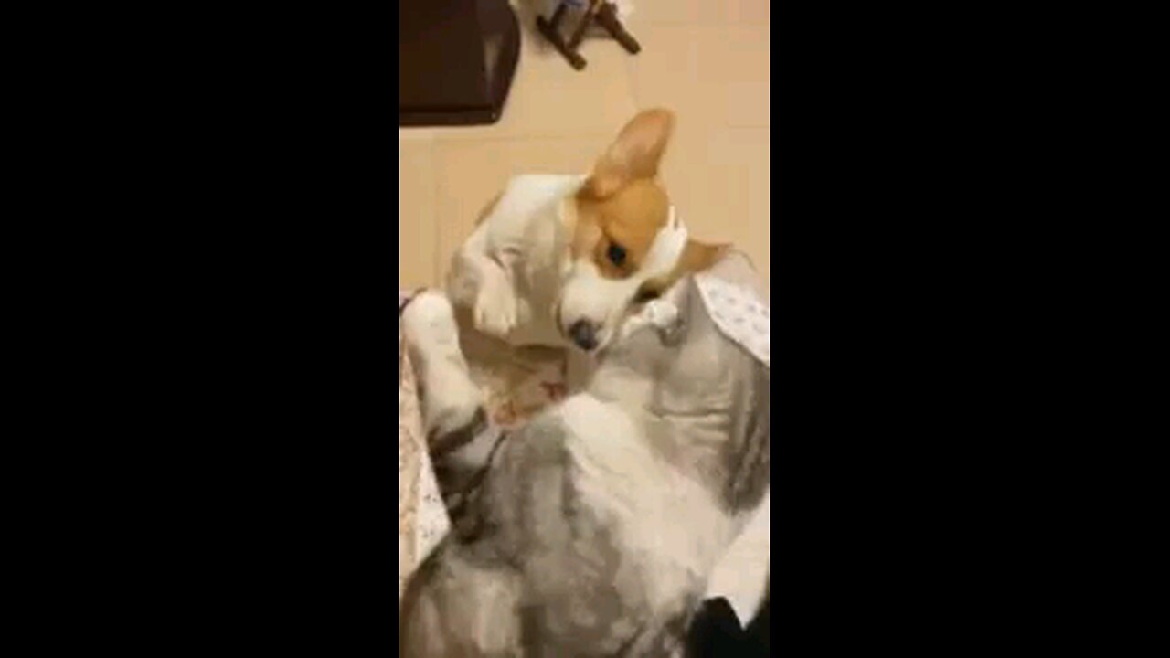 Cat fighting 💪 Dog Boxing Game 🤣🥰