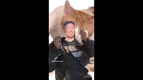 Mr.Beast meets cat 🐈