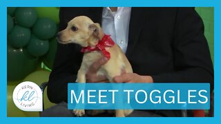 Meet Toggles | KERN LIVING