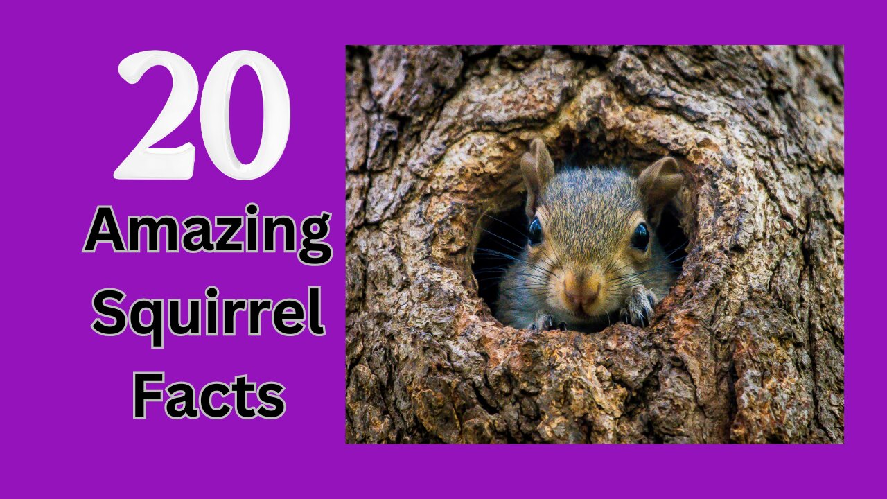 20 Amazing Squirrel Facts