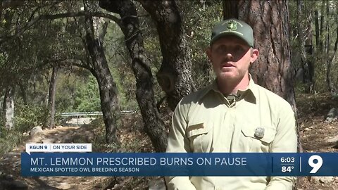 Mexican Spotted Owl breeding season on Mount Lemmon