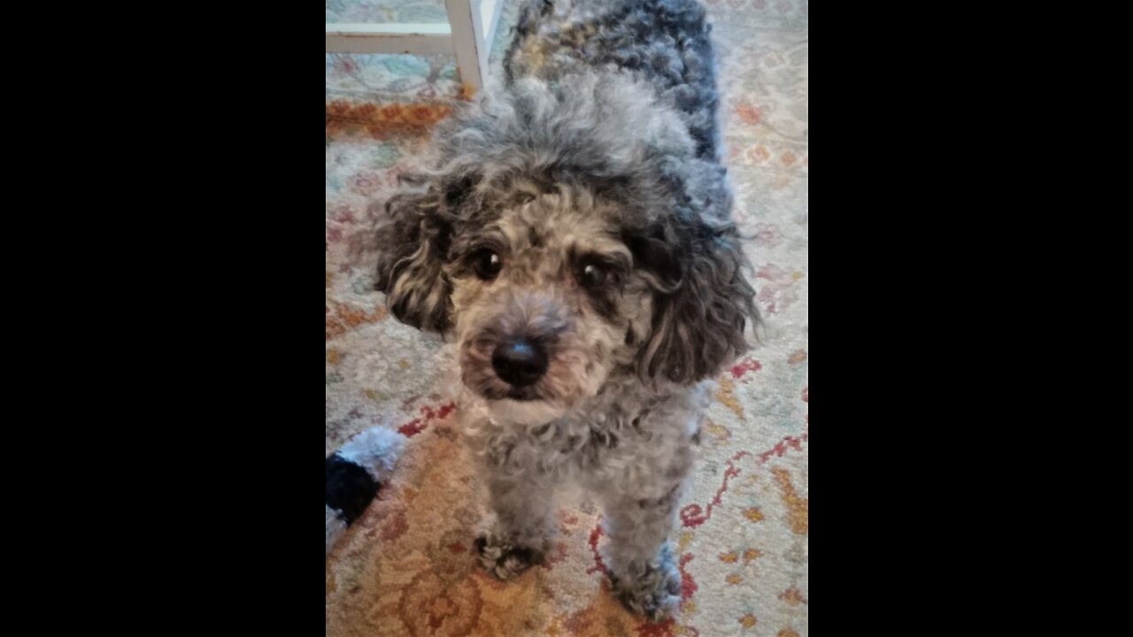 Here's Watson, he loves his cookies!