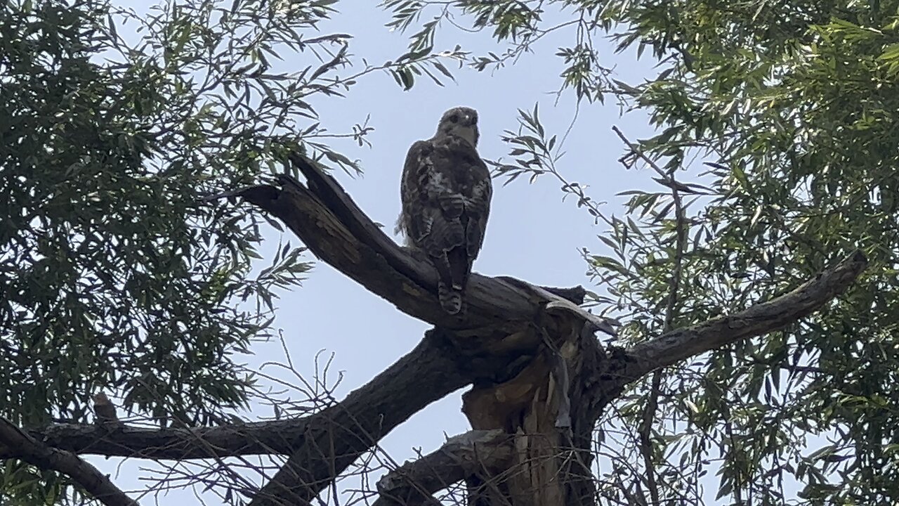 Rough legged Hawk closer angle 😊