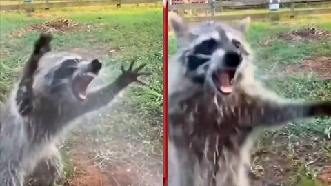 Raccoon against water pressure 😂