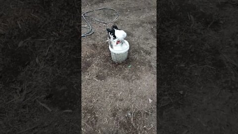 In the garden area duck in a bucket