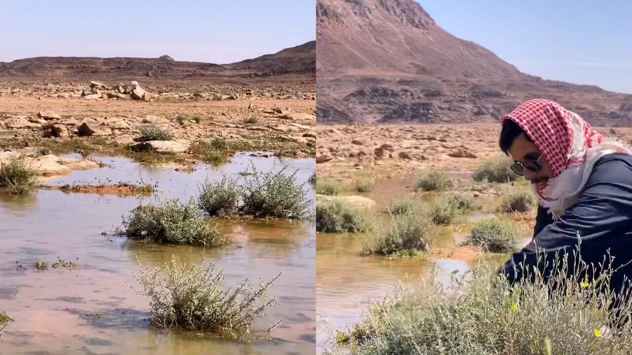 My friend and I went to the desert looking for wormwood