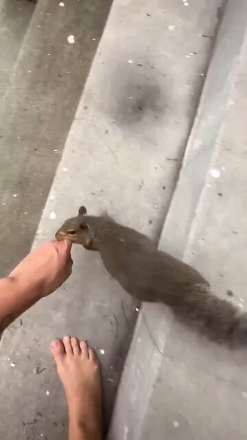A Rescued squirrel wanted to show its friend something