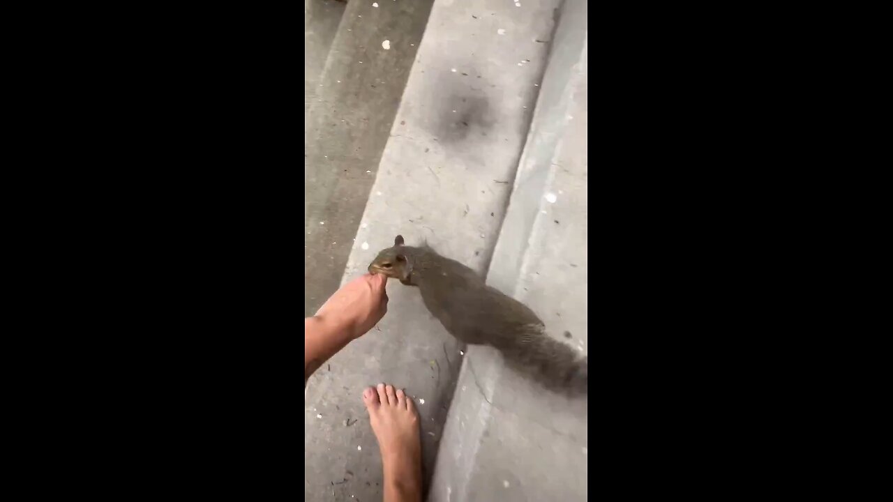 A Rescued squirrel wanted to show its friend something