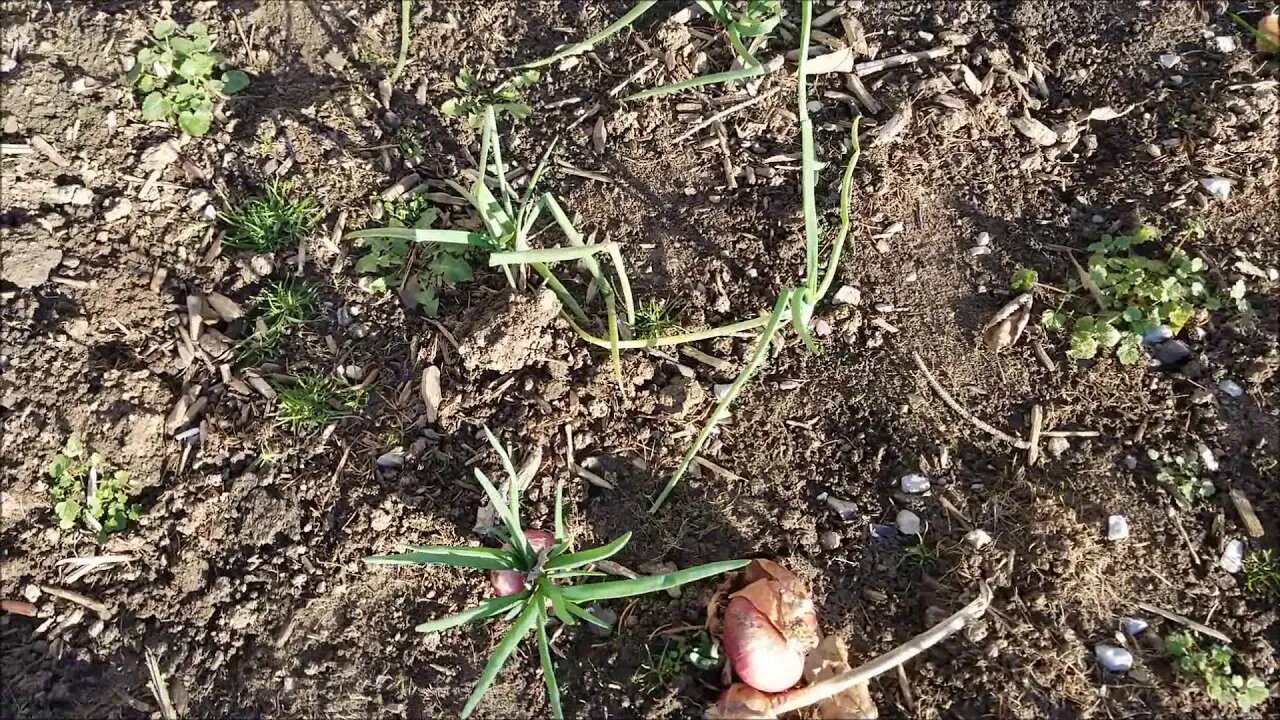 Fall garlic "oops"